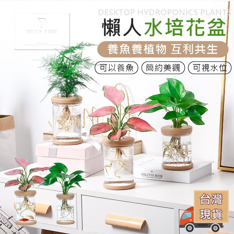 Fresh Herb 香草類迷你水耕栽培 聖新陶芸 日本正版授權 羅勒 薄荷 檸檬香草 水耕 居家擺設 日本植栽 Trudge Store水耕栽培肥料gh Rapidstart