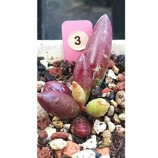 赤水玉多肉的價格推薦 21年4月 比價撿便宜