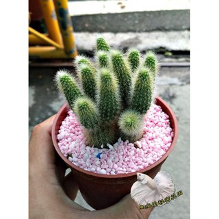 ３吋盆 [ 金鈕扣仙人掌 鼠尾掌仙人掌盆栽 ] 活體多肉植物 仙人掌多肉盆栽 送禮首選 祝賀禮物 ~ 每一盆都長不一樣!