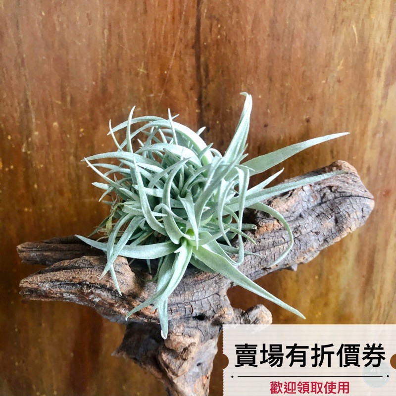 植藝-草莓牛奶卡比叢生 ✧好養少見✧ capitata Mauve Clump 卡比他他草莓牛奶 卡比它它 空氣鳳梨