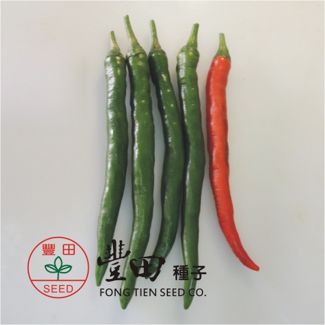 【野菜部屋~】M19 紅美辣椒種子10粒 , 結果力強 , 可做剝皮辣椒 , 每包16元 ~