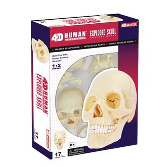【小瓶子的雜貨小舖】4D MASTER 26086 人體解剖教學模型系列 - 頭骨(1/2) 4D拼圖