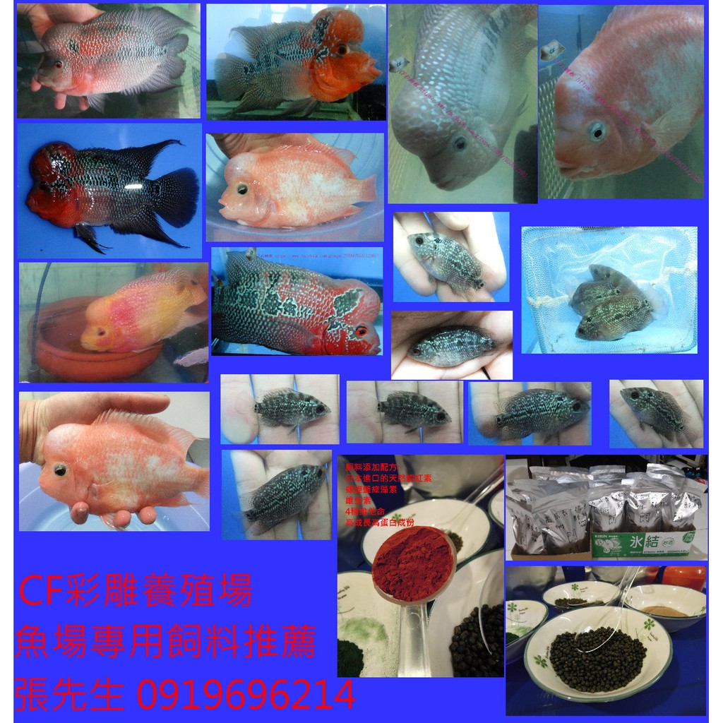 Cf彩鯛養殖魚場專用揚色 高成長配方飼料 慈鯛 羅漢 鱸魚科 蝦皮購物
