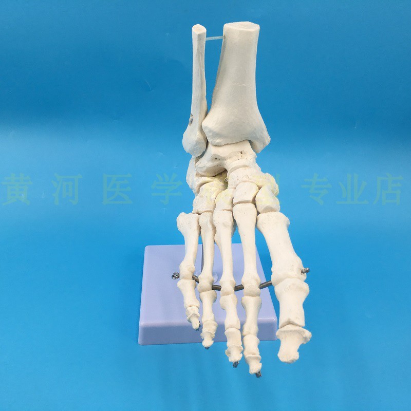 黃河 腳掌骨模型人體模型醫學教具教學模型人骨模型腳骨 蝦皮購物