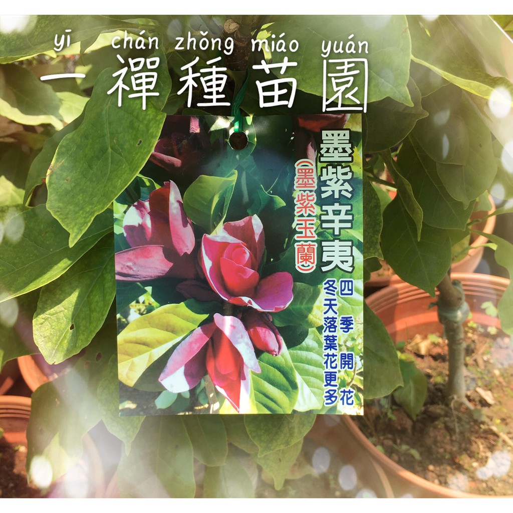 一禪種苗園 花色特別 黑紫色 墨紫辛夷 綠籬盆栽 4 5吋盆 蝦皮購物