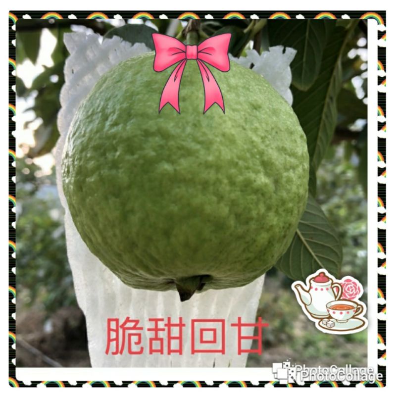 🍈芭樂、帝王&珍珠&紅心粉紅蜜🍉,山泉水澆灌🈵️滿維生素,礦物質,附梅粉&加購梅粉