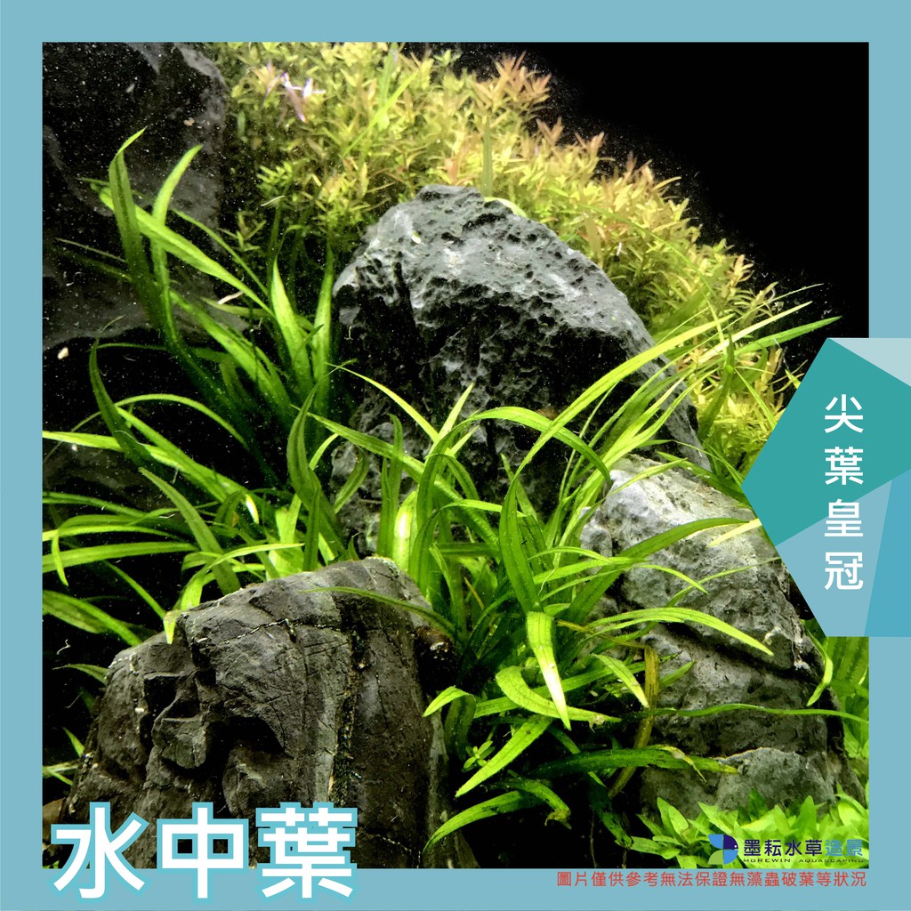 墨耘水草 尖葉皇冠3株 50元中景一般級耐熱 蝦皮購物