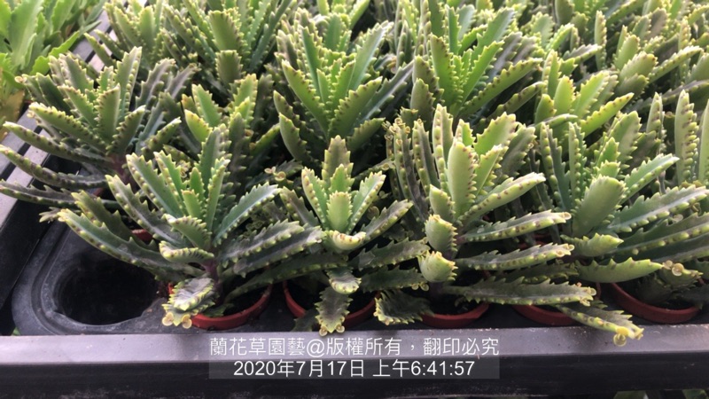 1吋迷你盆 日本不死鳥 景天科多肉植物 蘭花草園藝 蝦皮購物