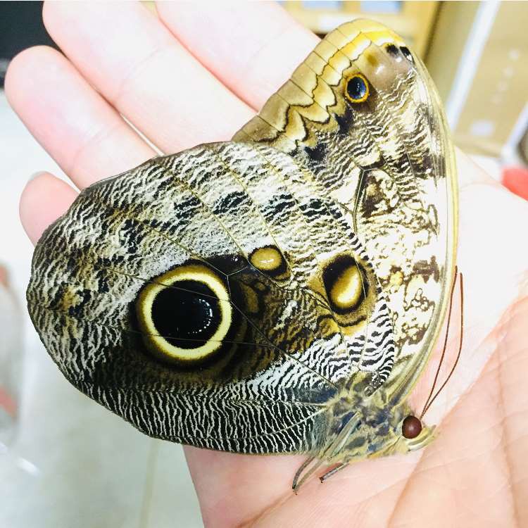 黃裳貓頭鷹環蝶caligo Memnon原蝶標本a1 A1 蝴蝶標本昆蟲甲蟲 蝦皮購物