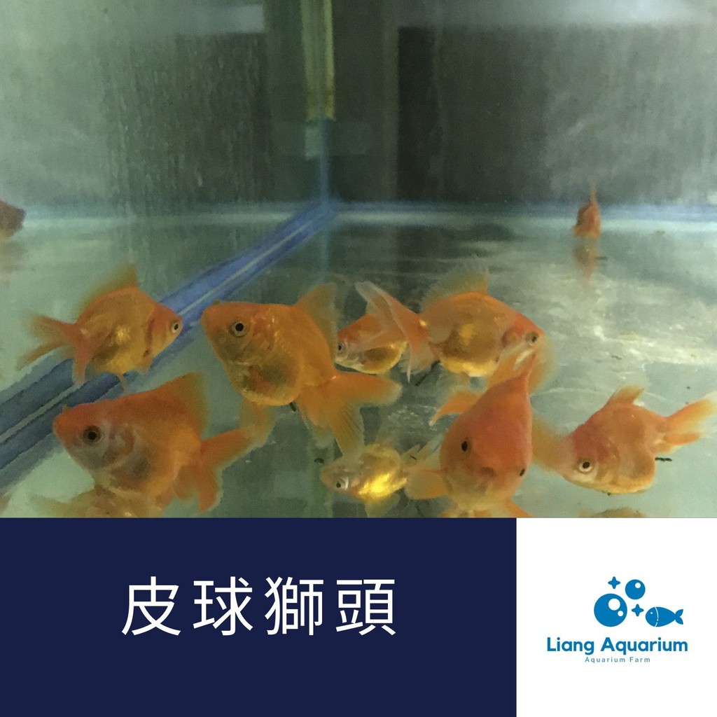 獅頭金魚的價格推薦第3 頁 21年6月 比價比個夠biggo