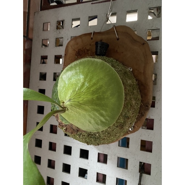 鹿角蕨上板的好朋友/智利水苔/定形半球型水苔
