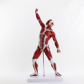 美術創意寫生人體肌肉人模型體育展示人體素描醫學教學MJRR001