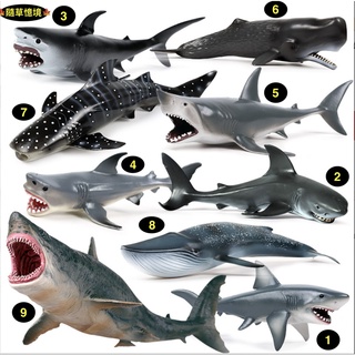 🍁（9款大號）仿真 鯊魚 大白鯊 巨齒鯊 鯨鯊 鯊 鯨魚 抹香鯨 藍鯨 海洋 動物模型 玩具 公仔 SPG 隨草憶境