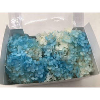 Truly 可刷卡 永生花 不凋花toka 東北花材小葉安娜貝爾 水無月雙色漸層 雙色亮彩拆盒繡球紫陽花 蝦皮購物