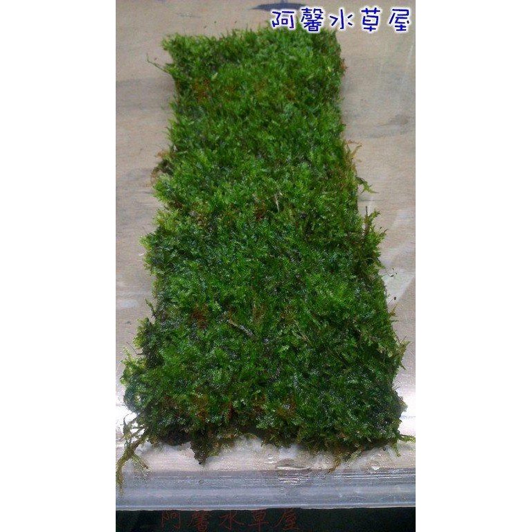 阿馨水草屋。水草造景莫絲片(12×18)大片的。 可使用水生缸水族景觀設計水草缸專賣店。