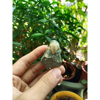 [程石] 日本北海道 帶珍珠光澤的疊瓦蛤貝殼/Inoceramus sp. 礦物原礦標本