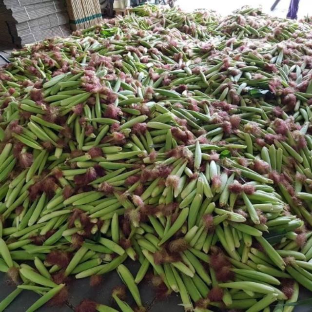 紅鬚玉米筍1斤40元 無毒栽培 慧軒農場 產銷履歷 蝦皮購物