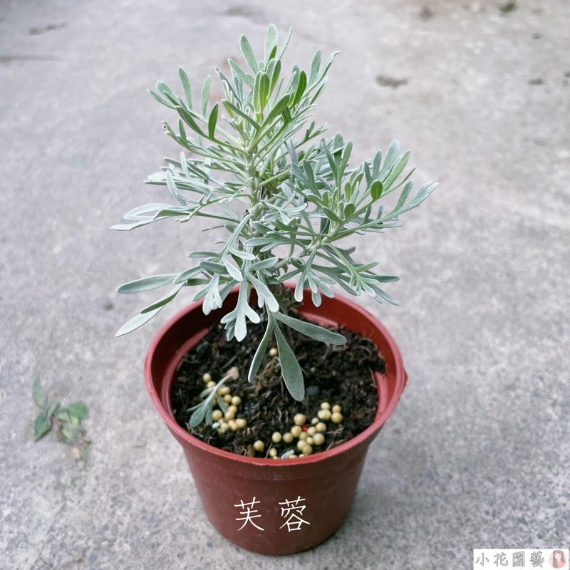 小花園藝 芙蓉 芙蓉苗 3吋盆 $50