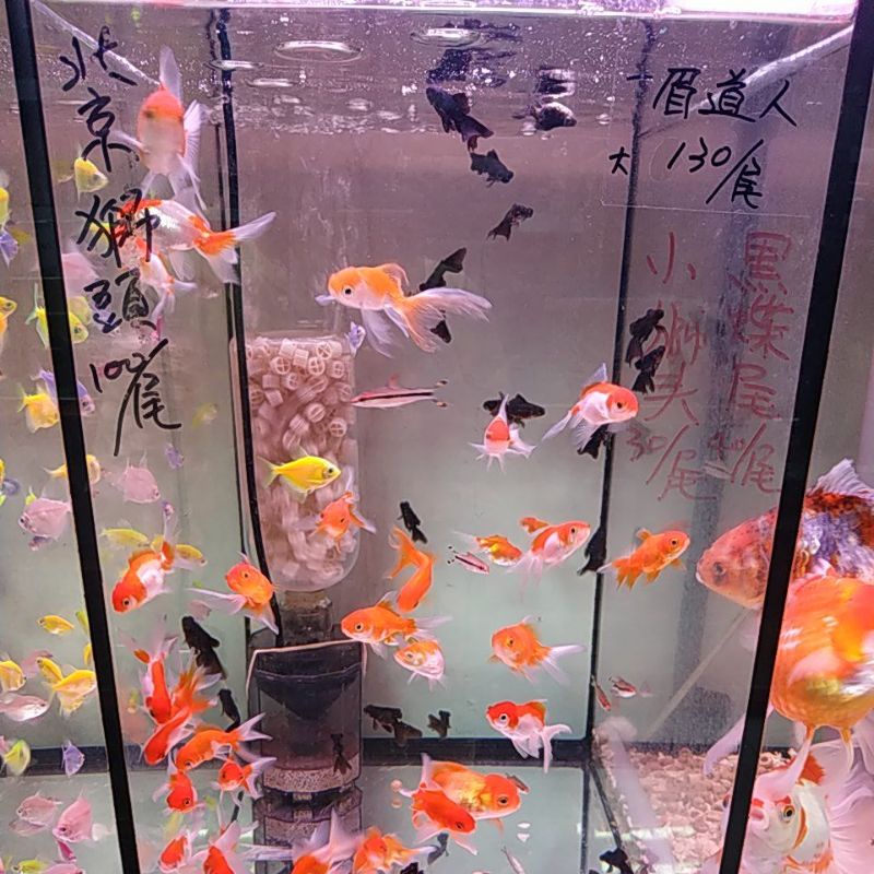 新鮮魚水族館 線上商店 蝦皮購物