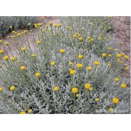 綿衫菊 植物 香草植物 香料植物 香料香草食用植物5吋3入 蝦皮購物