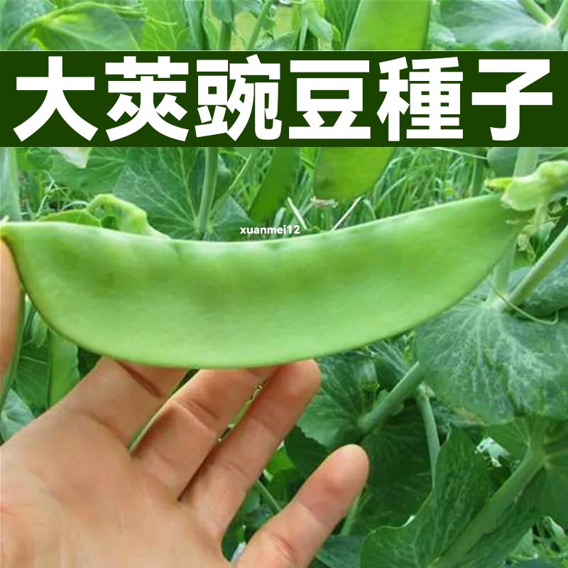 荷蘭豆種子大莢豌豆豆角種子春秋四季高產陽臺園藝蔬菜種子 蝦皮購物