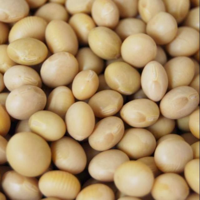 黃豆 kacang kuning 非基因改造 品質保證 快速出貨 600g