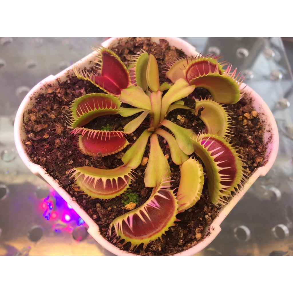 D. Louchapate 湯勺捕蠅草 ♛Flycatcher食蟲植物專賣店♛