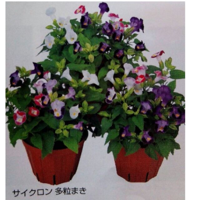 尋花趣夏菫 專業花卉種子 夏堇混合色草花種子每包1000粒 發芽率高品質穩定非一般市售便宜種子 蝦皮購物