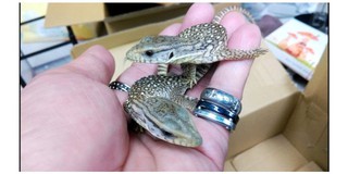 金金水族爬蟲用品閻曉貞 線上商店 蝦皮購物