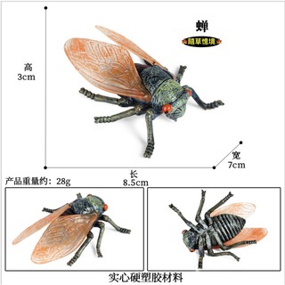 多款 大號甲蟲類獨角仙蟬三叉戟長戟大兜蟲節肢甲殼昆蟲動物模型野生動物spg 蝦皮購物