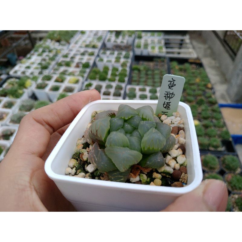 Z.h Succulent/變種姬玉露/特大窗/多肉植物與仙人掌/百合科/haworthia