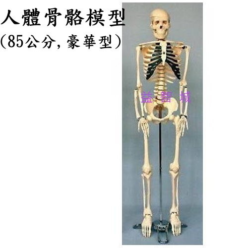 人骨模型 優惠推薦 21年1月 蝦皮購物台灣