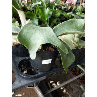 ♥花園植物工坊♥觀葉植物♥鹿角蕨(安地斯交爪哇)♥4吋♥