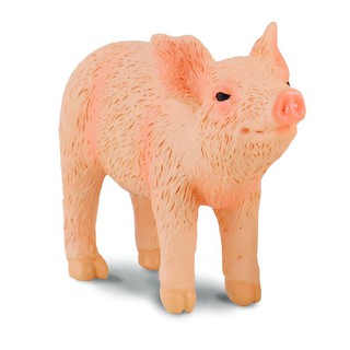 COLLECTA動物模型 - 小豬 ( 嗅 ) < JOYBUS >