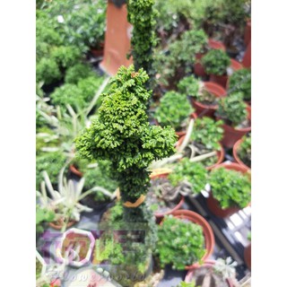 花花世界_常綠灌木*石化檜4吋40cm