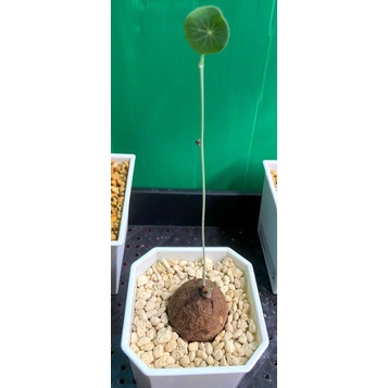 D02 圓葉山烏龜 stephania erecta 塊根植物 4吋長柱角盆 多肉植物 綠化 美化 觀賞植物