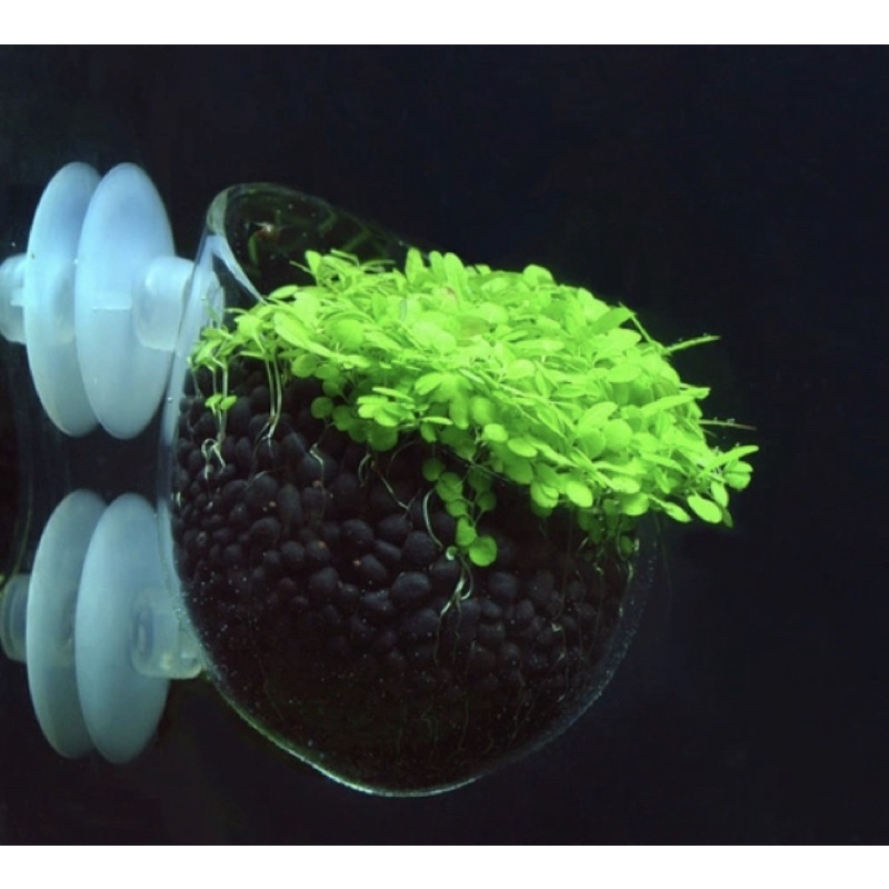 臥水族 波卡杯水草杯水草飼育珊瑚奶嘴杯 蝦皮購物