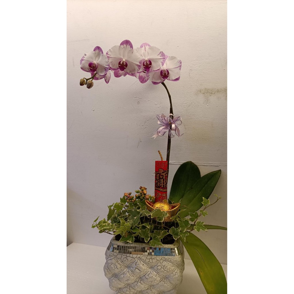 鏡面白紋盆 粉白色蝴蝶蘭盆栽淺紫白色蘭花盆栽 活體花卉盆栽過年送禮蘭花盆栽 先確認有沒有貨 蝦皮購物
