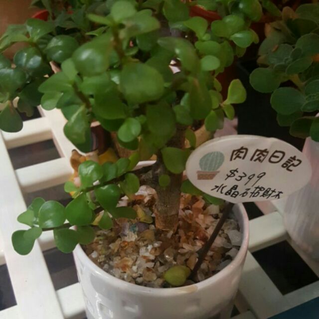 招財銀杏木多肉多肉植物仙人掌空氣鳳梨送禮盆栽鋁線diy 開幕誌慶入新居 蝦皮購物