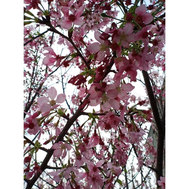請先聊聊 預告 櫻花種子 山櫻花種子 蒲葵 發芽 孵幼苗 金黃色風雨蘭幼苗 茄冬種子 樟樹種子 蝦皮購物
