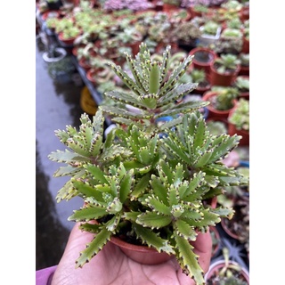 多莉 多肉 花簪 多肉 蝦皮購物