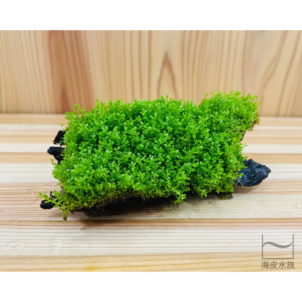 美到 冒泡 海皮水族 迷你矮珍珠沉木魚缸造景組合式水草過濾美觀自製組合式水草水草缸迷你矮珍珠沉木 蝦皮購物