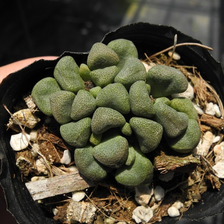 唐扇番杏科石頭玉塊莖塊根多肉植物詠詠多肉 蝦皮購物