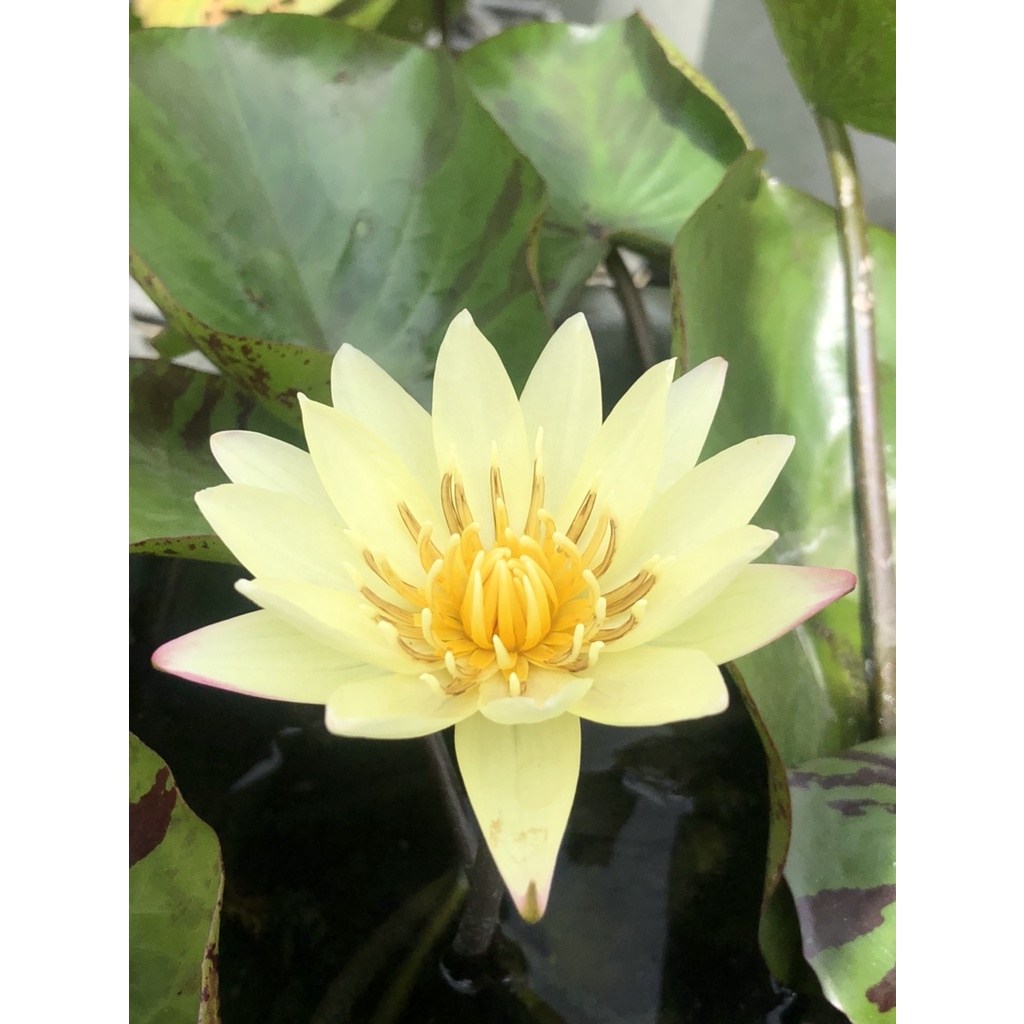 蓮花 白花 黃花 每份2株 水生植物系列 蝦皮購物