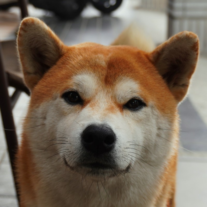 請勿停車標示貼紙sksticker0233pvc防水貼紙車貼行李貼紙裝飾貼紙割字貼紙 蝦皮購物