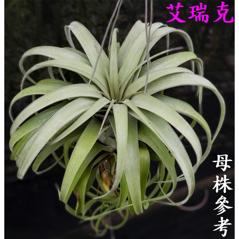 【新巧園】空氣鳳梨 艾瑞克 Tillandsia Eric Knobloch（貝可利x電捲）好養美型交種（含吊掛鋁線）