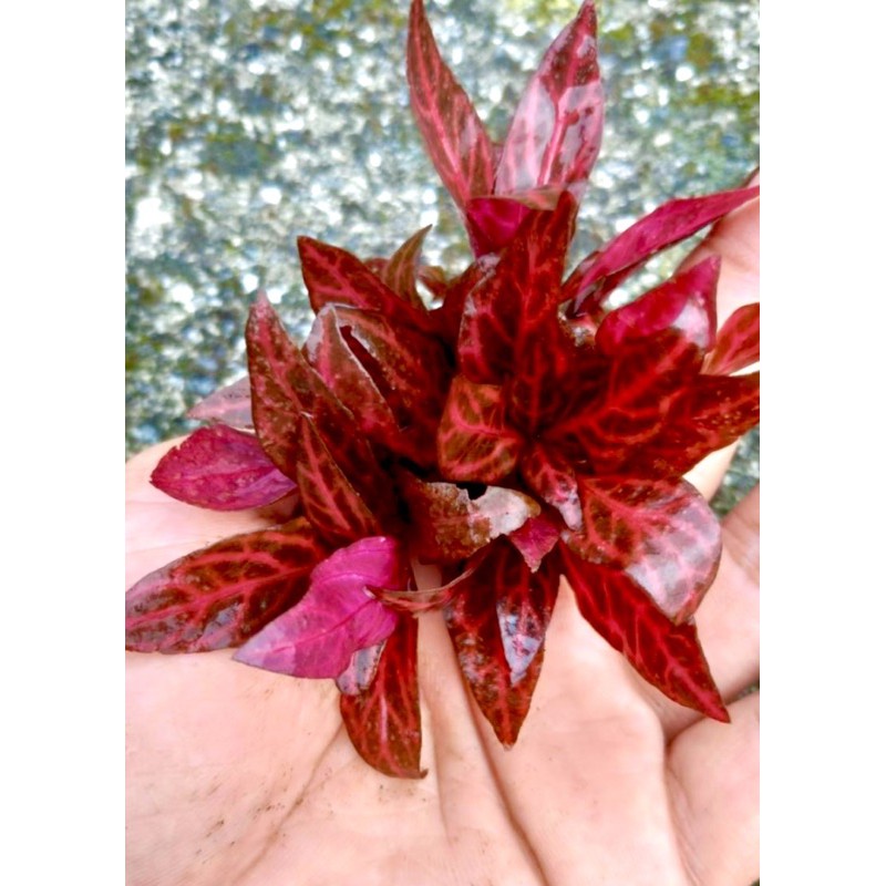 豹紋血心蘭水草豹紋血心蘭 蝦皮購物