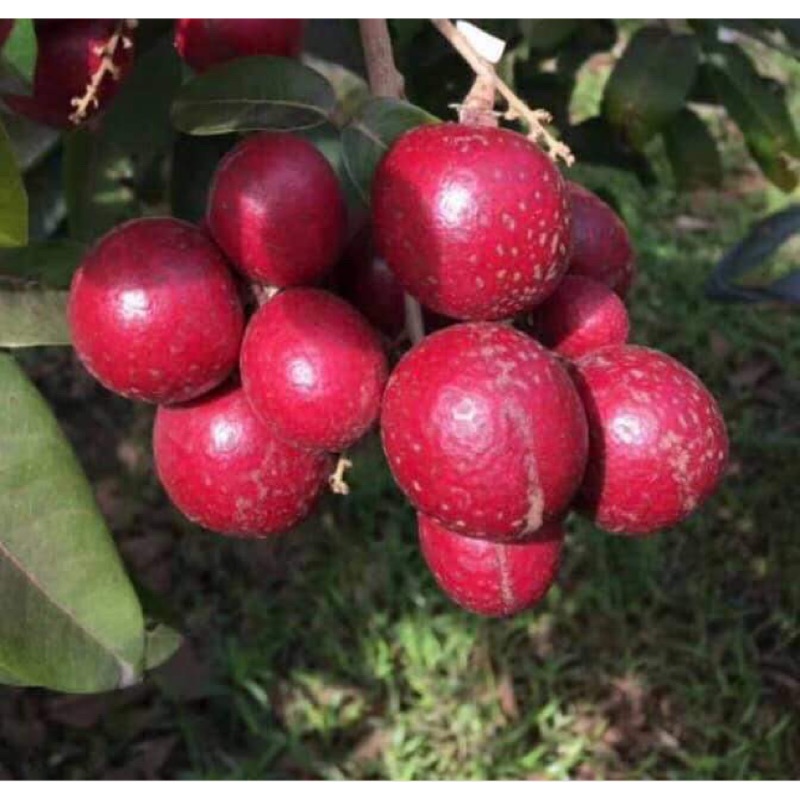 新品種～紅寶石四季龍眼/6吋大盆/適合盆栽栽種、果實紅色討喜、果肉有獨特香氣、果肉甜、多汁