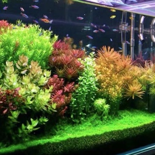 水草種子植物魚缸水槽種籽速成水草種子造景水草種子爬地矮大對葉小對葉碗蓮牛毛草迷你矮水草種子碗蓮種子睡蓮種子