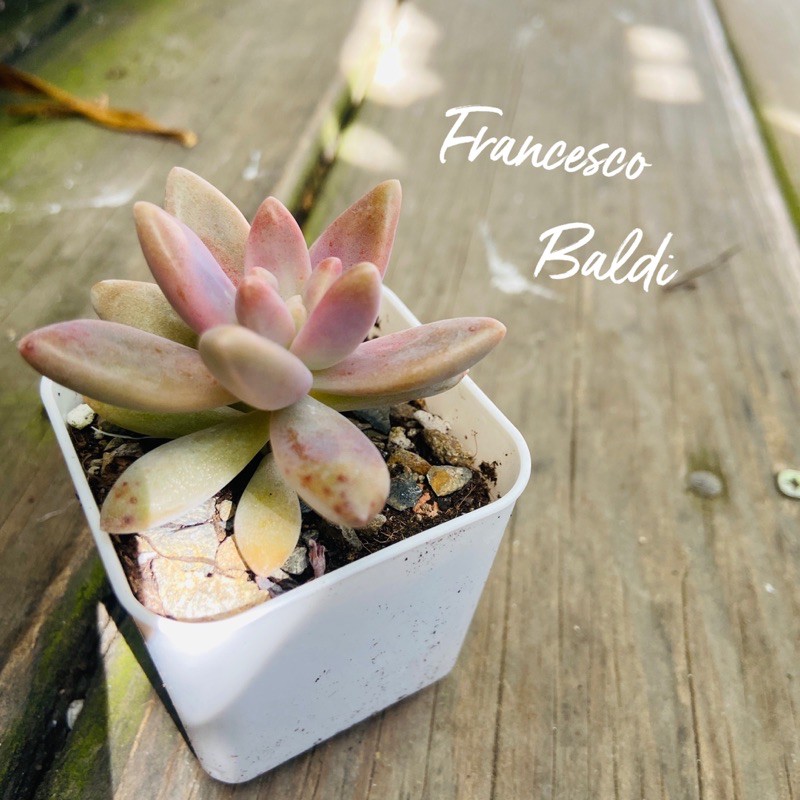 王冠園藝 秋麗多肉植物景天科francesco Baldi 蝦皮購物